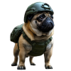 Pug War Shooter free online game